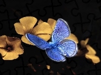 Żółte, Niebieski, Motyl modraszek, Kwiatki