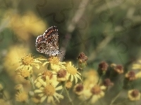 Żółte, Motyl, Kwiaty