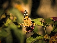 Motyl, Owad, Rusałka osetnik