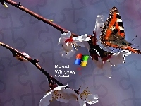 Rusałka pokrzywnik, Logo XP, Motyl, Kwiat