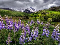 Łubin, Park Narodowy Mount Rainier, Łąka, Stany Zjednoczone, Tatoosh Range, Góry, Stan Waszyngton