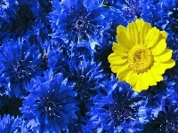 Na, Niebieskich, Żółty, Kwiat, Tle