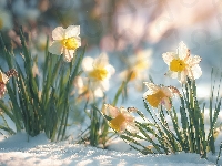 Śnieg, Narcyzy, Kwiaty, Grafika AI
