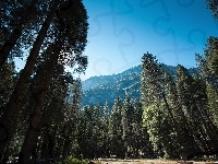 Narodowy Park, Góry, Las, Yosemite