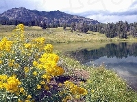Kwiaty, Park Narodowy Yellowstone, Góry, Stany Zjednoczone, Montana, Jeziorko