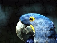 Niebieska, Papuga