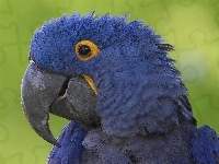 Papuga, Niebieska, Modroara Hiacyntowa