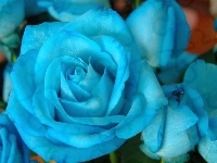 Róża, Niebieska, Kwiat