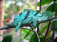 Niebieski, Kameleon