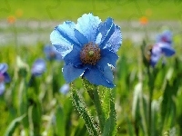 Kwiat, Niebieski, Maku