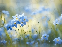 Grafika 2D, Kwiaty, Niebieskie