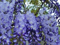 Kwiaty, Niebieskie, Glicynia
