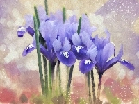 Niebieskie, Obraz, Kwiaty, Irysy