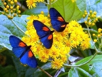 Niebieskie, Żółte, Kwiaty, Motyle
