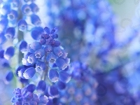 Kwiaty, Niebieskie, Szafirki