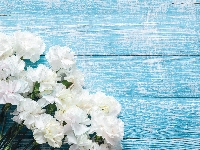 Goździki Niebieskie, Kwiaty, Białe, Tło