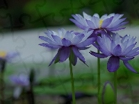 Niebieskie, Kwiaty, Lilie wodne