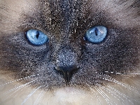 Oczy, Kot, Ragdoll, Niebieskie