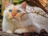 Kot, Niebieskooki, Biało-rudy, Gałązka