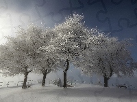 Drzewa, Niebo, Zima