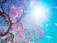 Niebo, Słońca, Kwitnące, Drzewo, Promienie