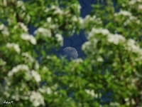 Księżyc, Niebo, Drzewa