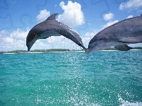 Morze, Niebo, Delfiny