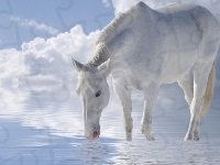 Niebo, Koń, Woda, Chmury