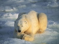 Niedźwiedź Polarny