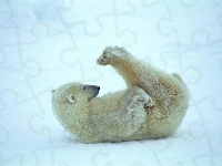 Polarny, Niedźwiedź, Gimnastyka