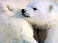 Polarny, Niedźwiedź, Matka