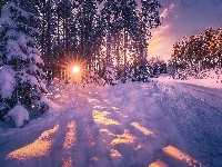 Drzewa, Śnieg, Promienie słońca, Zima, Las, Droga