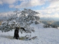 Drzewo, Śnieg, Wzgórze