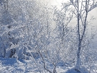 Śnieg, Ośnieżone, Mgła, Krzewy, Zima, Drzewa, Gałęzie