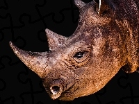 Nosorożec
