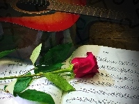Nuty, Kompozycja, Czerwona, Róża, Gitara