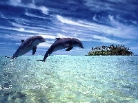 Ocean, Dwa, Delfiny, Wyspa