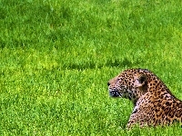Jaguar, Odpoczywajacy, Trawa