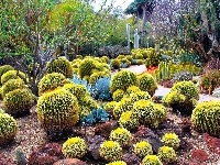 Botaniczny, Ogród, Kaktusy