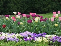 Bratki, Ogród, Tulipany