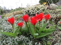 Kwiaty, Ogród, Tulipany
