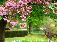 Kwitnące, Ogród, Drzewo