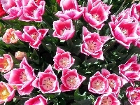 Różowych, Ogród, Tulipanów