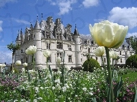 Ogród, Białe, Tulipany, Pałac
