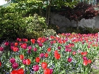 Ogród, Tulipany