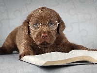 Okulary, Szczeniak, Labrador, Książka