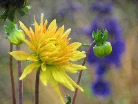 Dalia, Żółta, Kwiat