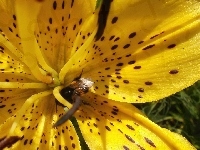 Lilia, Żółta, Pszczoła