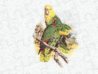 Żółte, Edward Lear, Zielone, Papugi, Głowy