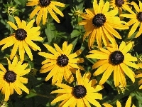 Żółte, Kwiatki